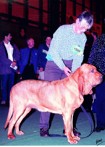 Ch. MArksbury Travesty going BOB at Crufts